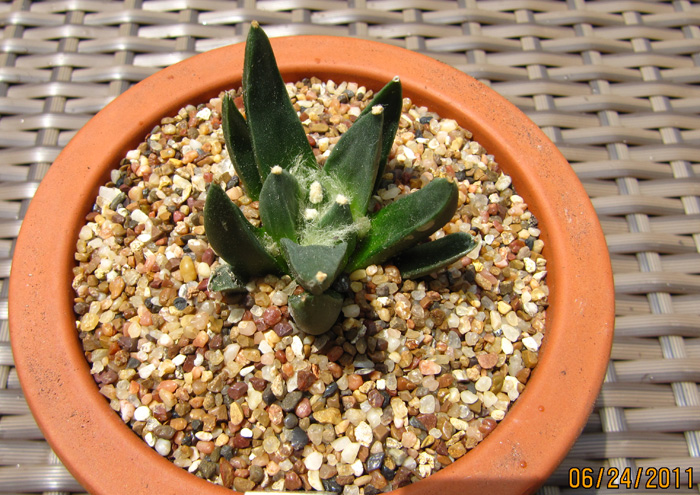 Ariocarpus scapharostrus